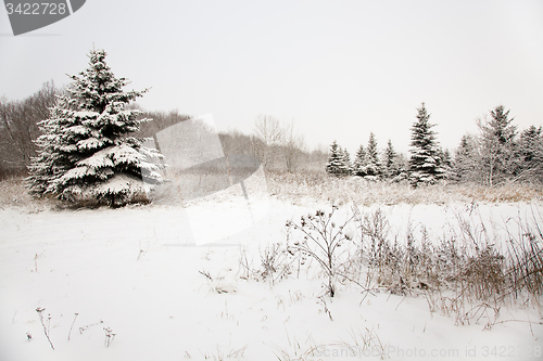 Image of   trees in winter