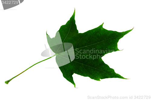 Image of   maple leaf  