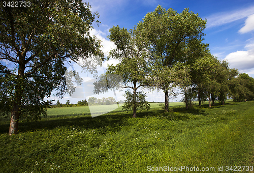 Image of trees  