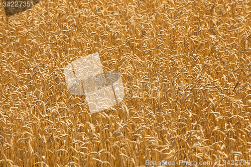 Image of mature wheat  