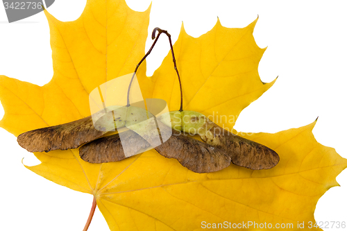Image of  Maple seed. 