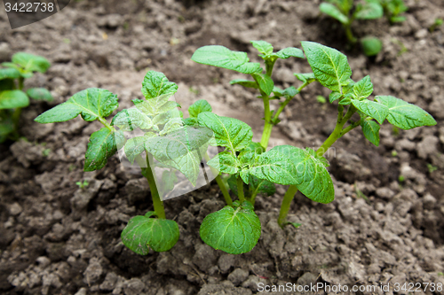 Image of agricultural  