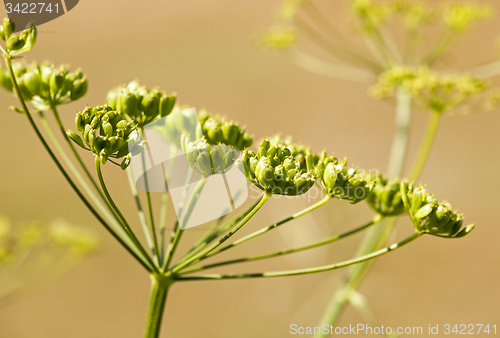 Image of fennel  