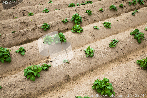 Image of  green potatoes 