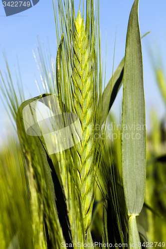 Image of agricultural field  