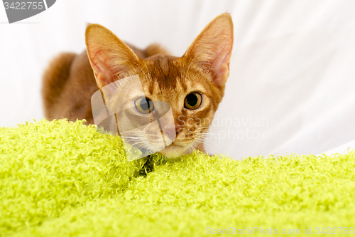 Image of Abyssinian kitten 