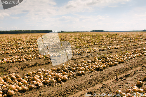 Image of the onion field