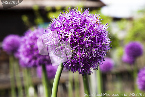 Image of blossoming garlic 