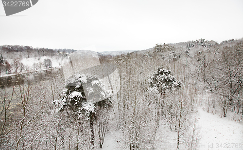 Image of   forest in winter