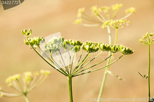Image of fennel 