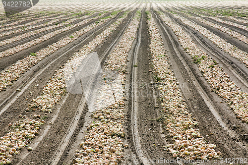 Image of the onion field.