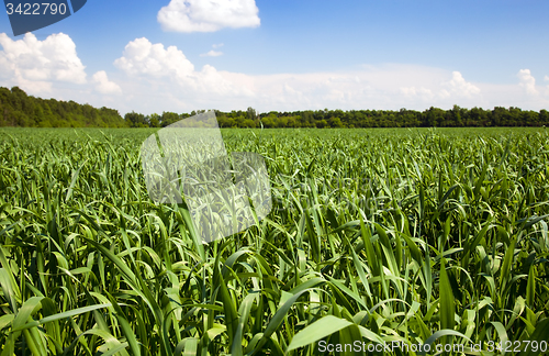 Image of corn field