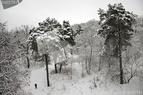 Image of winter forest  