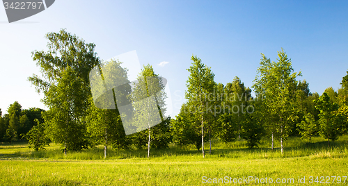 Image of   city park in spring