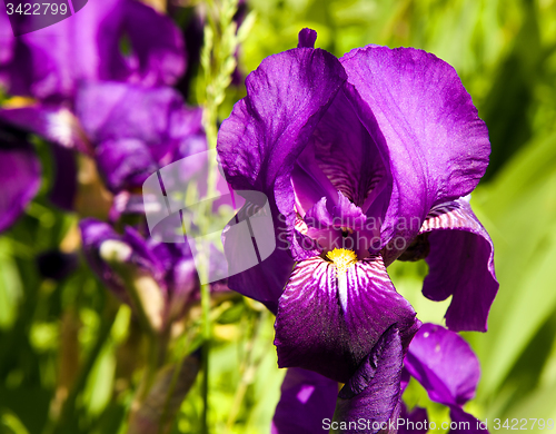 Image of   purple IRIS