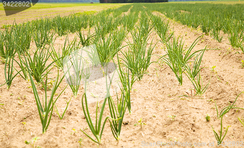 Image of  green onions