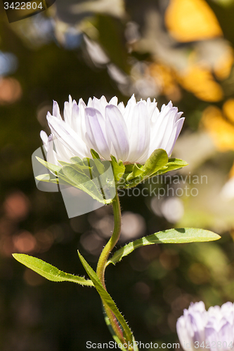 Image of white flower  