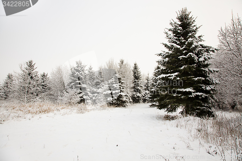 Image of   trees in winter