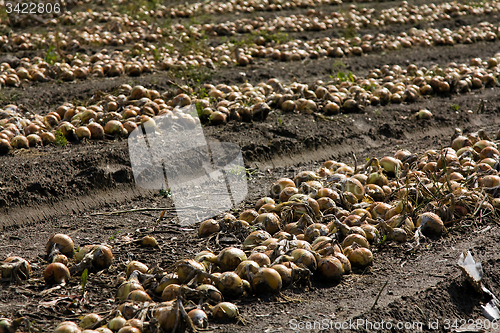 Image of onions 