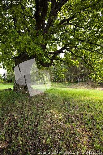 Image of green oak  