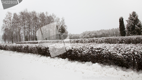 Image of Winter forest