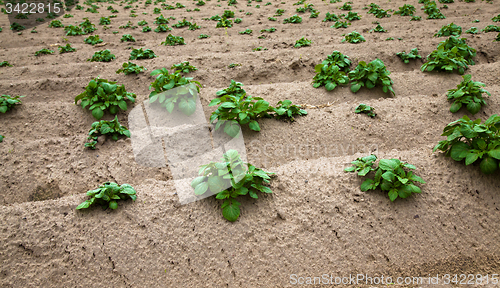 Image of agricultural  