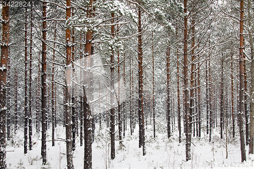 Image of Winter forest