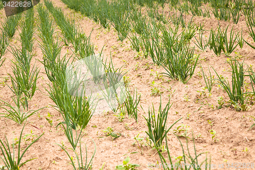 Image of green onion 