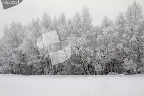 Image of trees   in winter