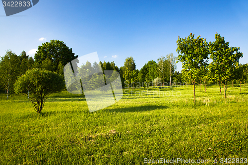 Image of   trees in  summer 