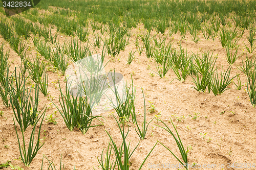 Image of green onion 
