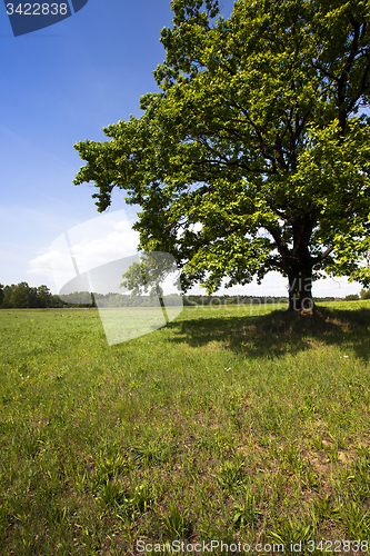 Image of oak in the field  