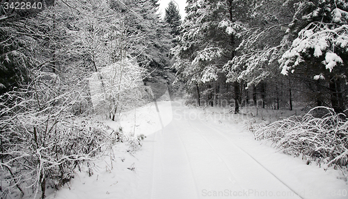 Image of the winter road in the wood  