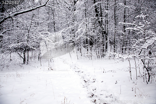 Image of footpath in the wood  
