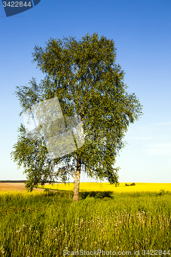 Image of tree in the field 