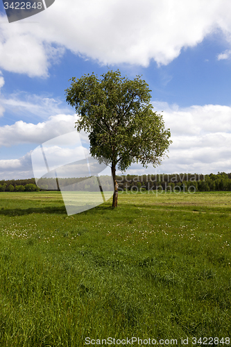 Image of tree in the field 