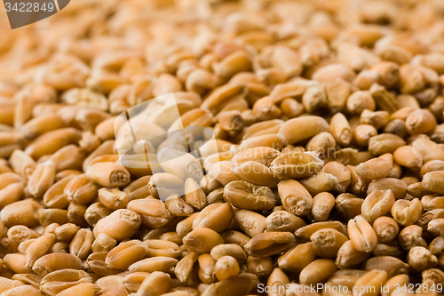 Image of   wheat grain