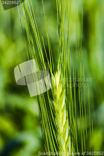 Image of agricultural field  