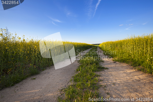 Image of  road passing rapeseed