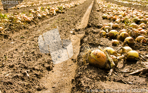 Image of the onion field.