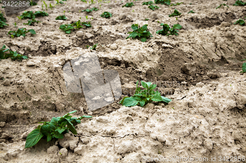 Image of agricultural  