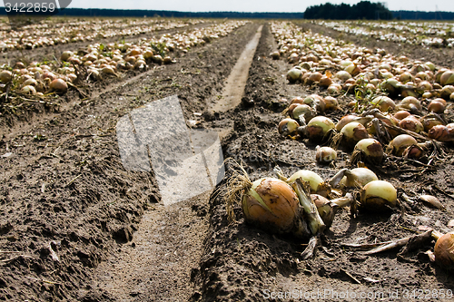 Image of   grown onions