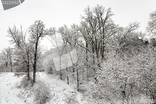 Image of   forest in winter