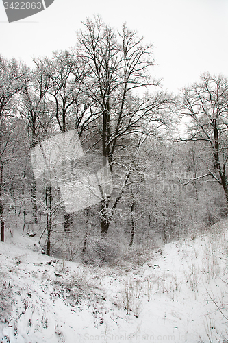 Image of   forest in winter