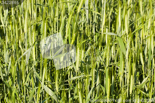 Image of agricultural field  