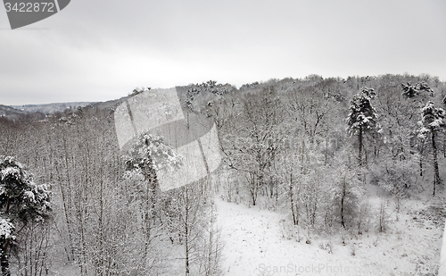 Image of winter forest  