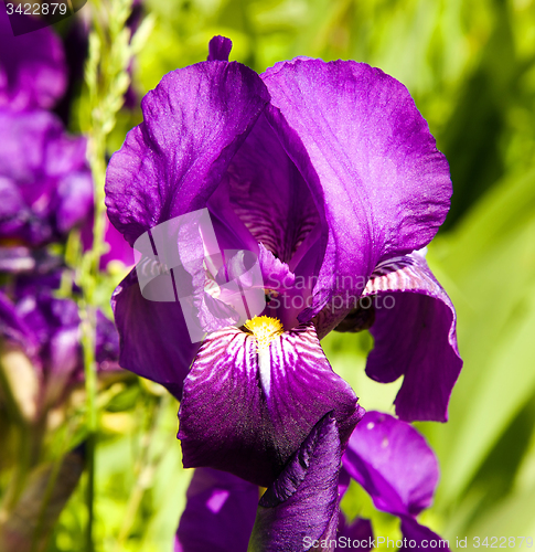 Image of   purple IRIS