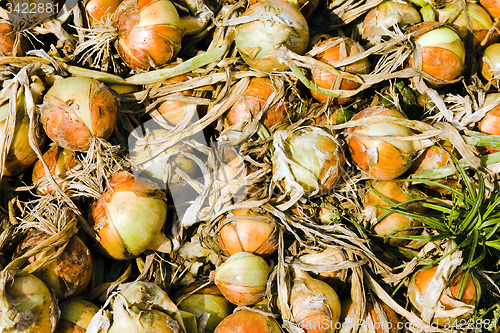 Image of a bunch of onions