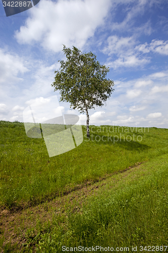 Image of tree in the field  