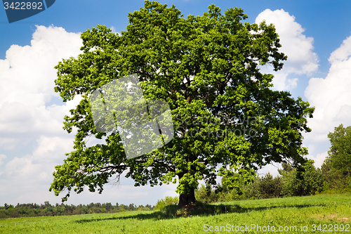 Image of one tree
